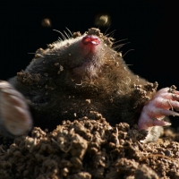 Mole in the hole