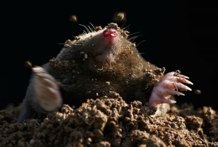 Mole in the hole - dirt, cute, animal, mole