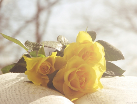 Sunshine - flower, roses, yellow, nature, sunshine