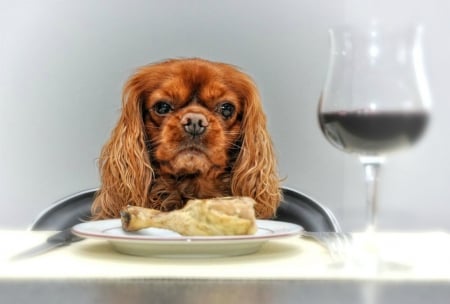 Dinner is served - funny, cute, dinner, fun, dog