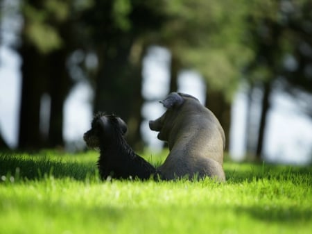 Forever friends - pig, piggy, cute, dog, grass, meeting