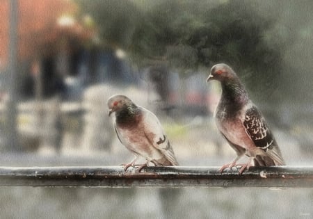 Tell him - bird, art, pigeon, dove