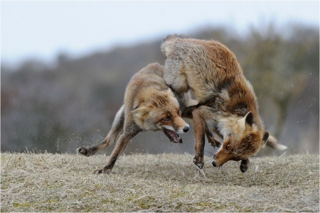 Fox fight - vixen, fight, wild life, fox