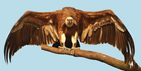 Vulture - wings, animal, wild life, vulture