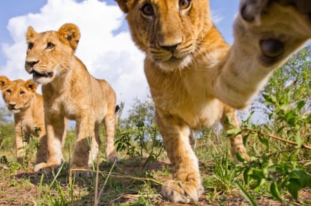 Hello there - cub, cute, cubs, lion, wild life