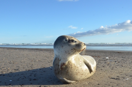 Seal in Denmark - animal, skies, seal, underwater