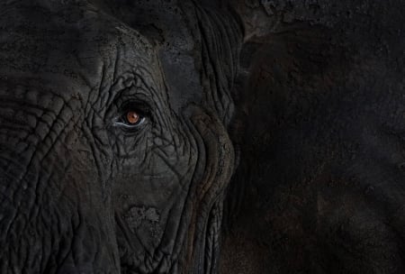 Eye of an elephant - elephant, zoo, eye, close up, wild life