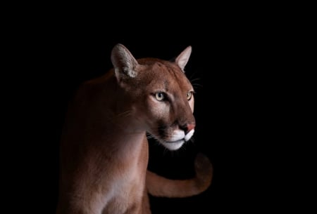 Puma - black, zoo, wild life, puma