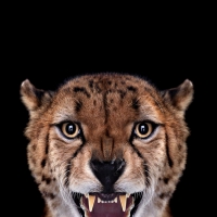Cheetah art