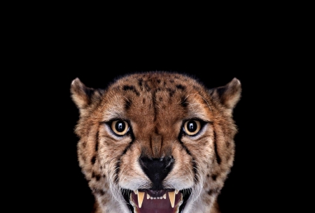 Cheetah art - black, portrait, zoo, teeth, gepard, wild life