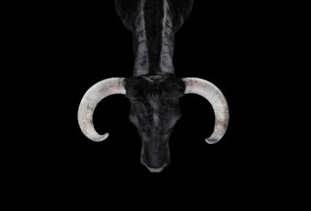 Big horn - black, cattle, horns, bull