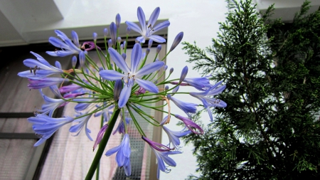 Lovely flower - lovely, flower, pretty, mountain