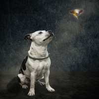 Pit bull gazing at the bird