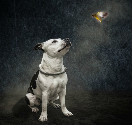 Pit bull gazing at the bird - pit bull, bird, dog, moscular