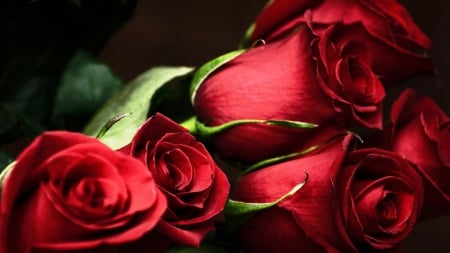 Red Rose Bouquet - flowers, roses, passion, red, rose, bouquet