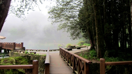 Misty forest - trail, Misty, moss, lake, forest, tree