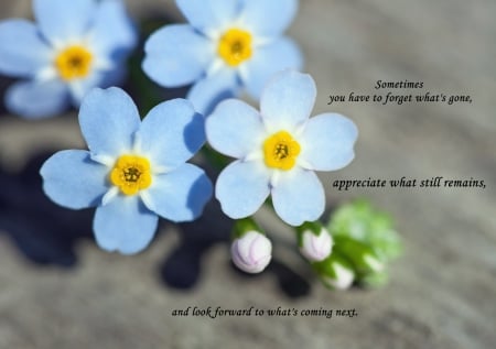 Sometimes... - forget me not, flowers, words, blue