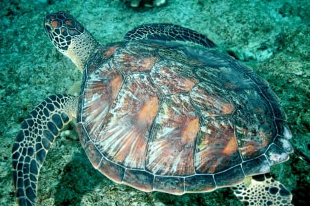 Turtle swims in Ocean in South Pacific Bora Bora - turtle, lagoon, pacific, beach, island, hawaii, polynesia, tahiti, swimming, dive, swim, south, reef, sea, ocean, turtles, coral, bora bora, underwater