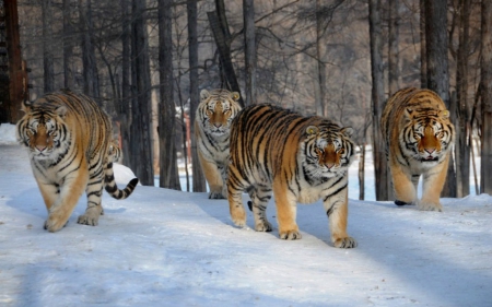 Tigers - snow, winter, tiger, wild life, tigers