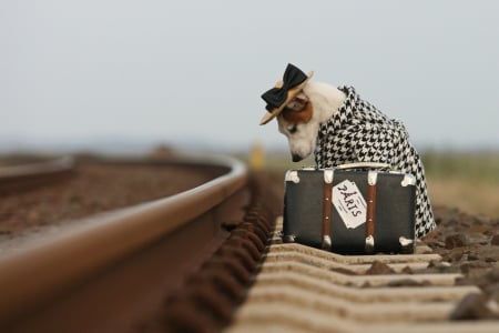 Mrs Jack leaving - jack russel, paris, sad, cute, dog, travel, leave