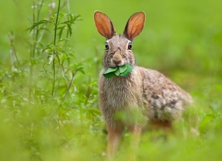 Spring hare - grass, hare, clover, wild life