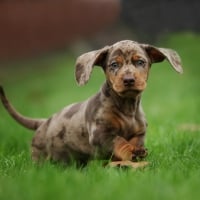 Dachshund puppy