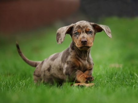 Dachshund puppy - pet, wiener, dashshund, poppy