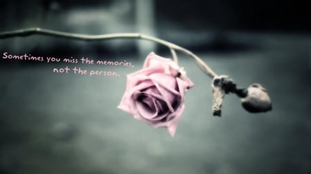 ... - memories, rose, words, flower