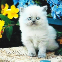 A persian kitten sitting on a chair