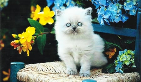 A persian kitten sitting on a chair