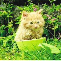 A tabby kitten in a teacup