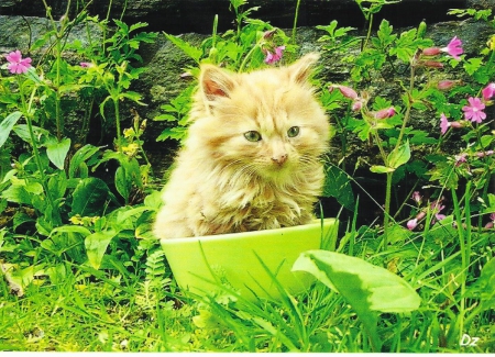 A tabby kitten in a teacup - kitten, tabby, cute, paws, teacup