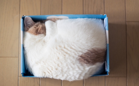 Shhhh! - funny, animal, cat, ben torode, sleep, blue, white, hannah, box, spot