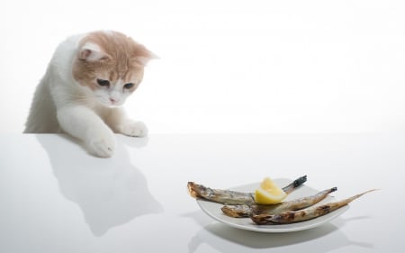 All mine! - yellow, food, cat, hannah, dinner, tabel, ben torode, white, animal, kitten, funny, fruit, fish, lemon