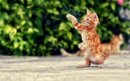 Dance with me... - animal, kitten, ginger, funny, green, dance, cat