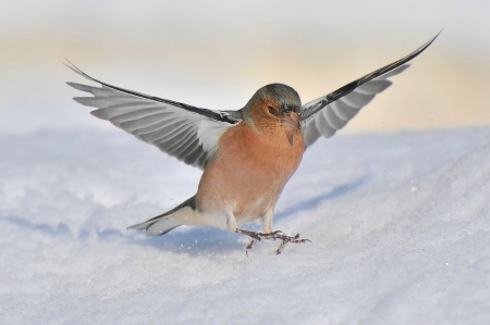 Safe landing - wings, landing, bird, snow