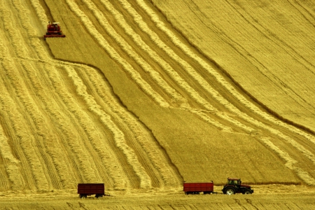 Harvest - crops, food, harvest, field, tractor