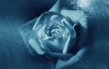 Feeling Blue - roses, feeling, blue, rose, flower