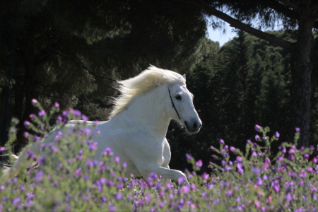 Spring horse - field, spring, white, horse