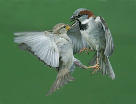 Just hang on to me baby - sparrow, bird, wings, flight