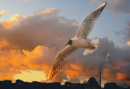 I have a dream - seagul, flying, sunset, wings