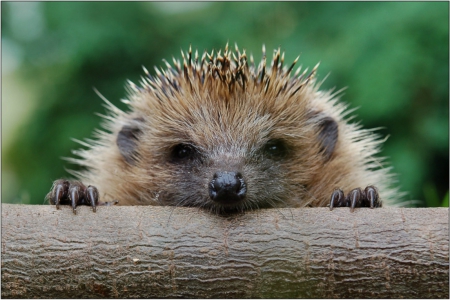 hedgehogs young