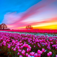 TULIPS at SUNSET