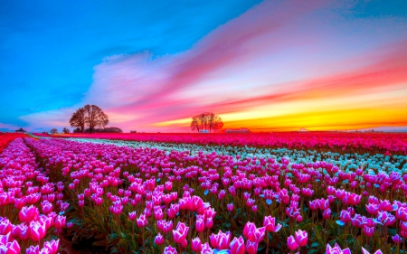 TULIPS at SUNSET - flowers, clouds, colorful, trees, sunset, evening, sky, Field of tulips