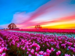 TULIPS at SUNSET