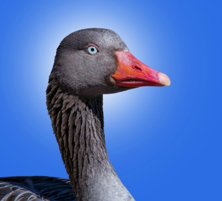 Mother goose - portrait, bird, goose, blue