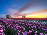 Field of tulips