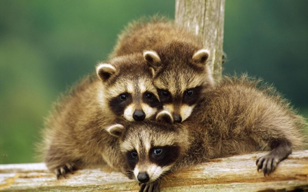 Baby raccoons - animal, love, baby, raccoon