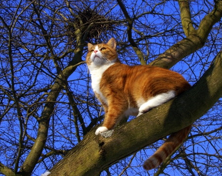 Naughty cat - cat, tree, animal, kitten