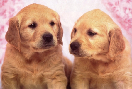 TWINS - puppys, brown, twins, dog